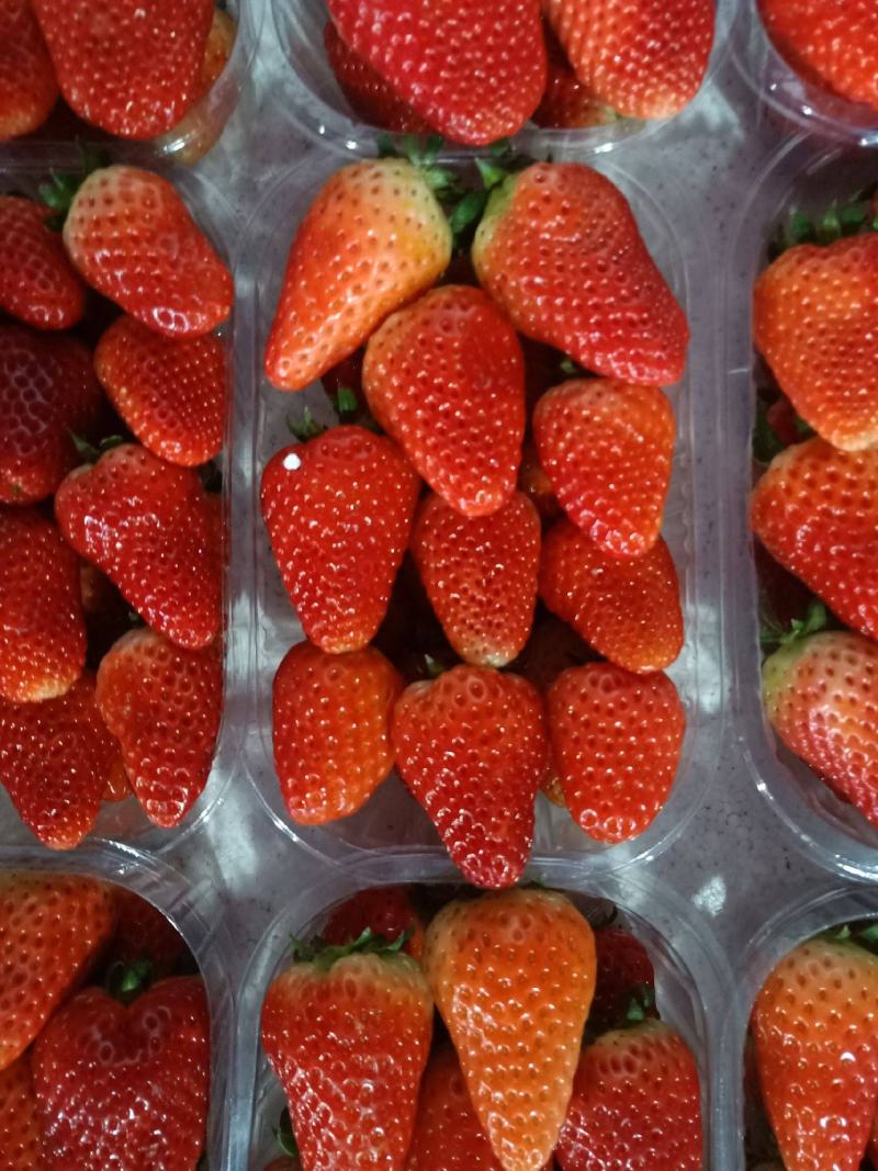 奶油草莓苗脱毒苗奶油草莓苗奶油草莓苗批发四叶一心