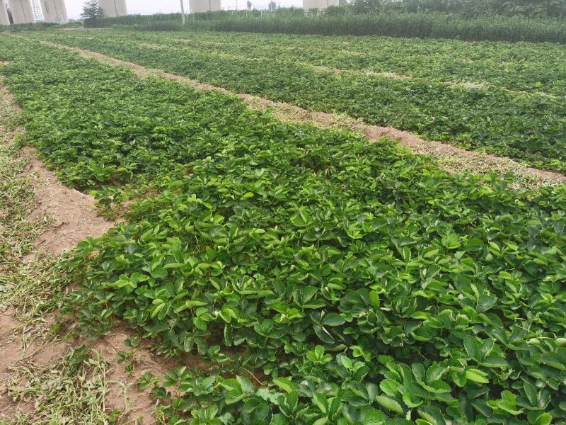 奶油草莓苗脱毒苗奶油草莓苗奶油草莓苗批发四叶一心