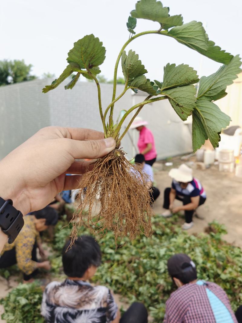 奶油草莓苗脱毒苗奶油草莓苗奶油草莓苗批发四叶一心