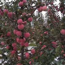 陕西省蒲城县与铜川交界处的花牛苹果