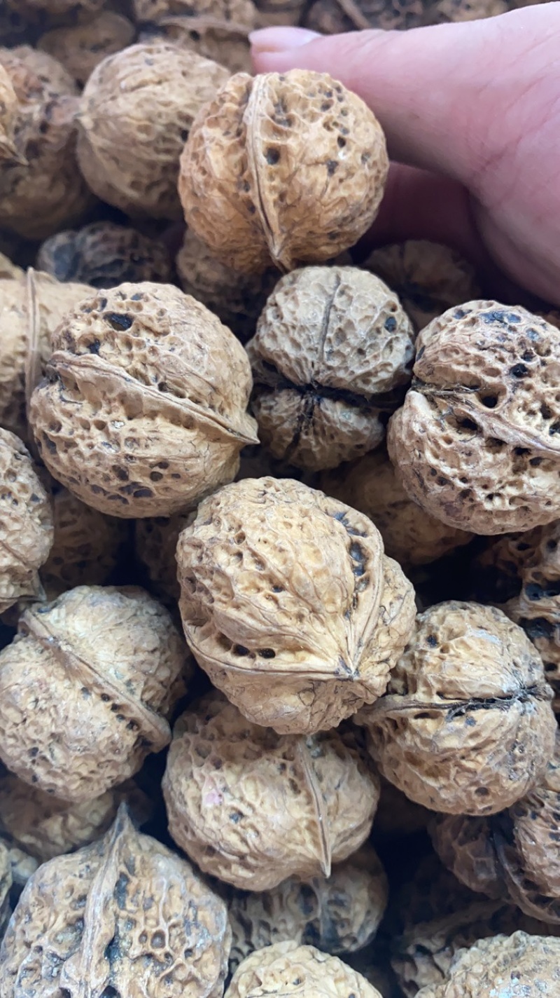 云南麻子核桃薄皮核桃方果大优果云南薄皮核桃