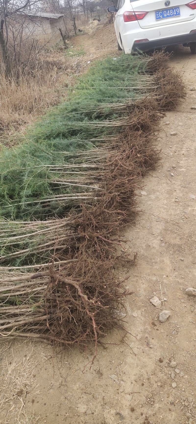 昭通森旺苗圃种植合作社专业培育优质雪松苗，欢迎订购