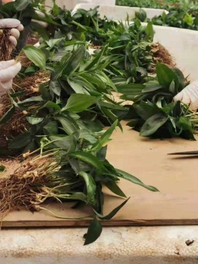 多花姜甜黄精，2公分~7公分