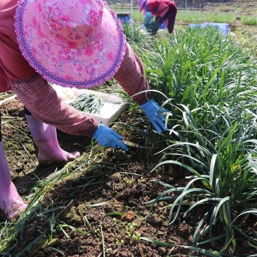 韭菜新鲜采摘农家种植基地上午采摘下午发货