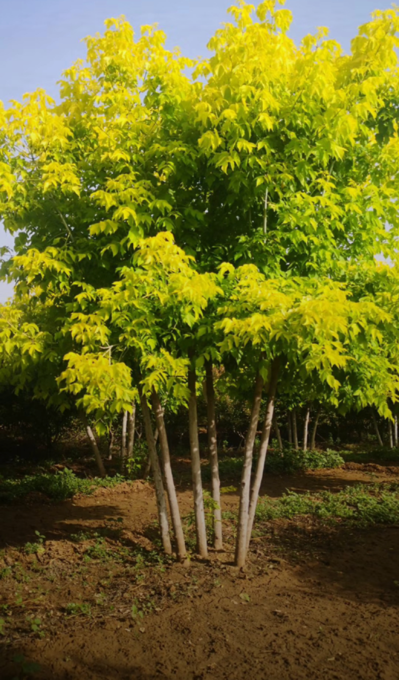 丛生金叶复叶槭，3-5米高度，自家苗圃一手货源，价格低