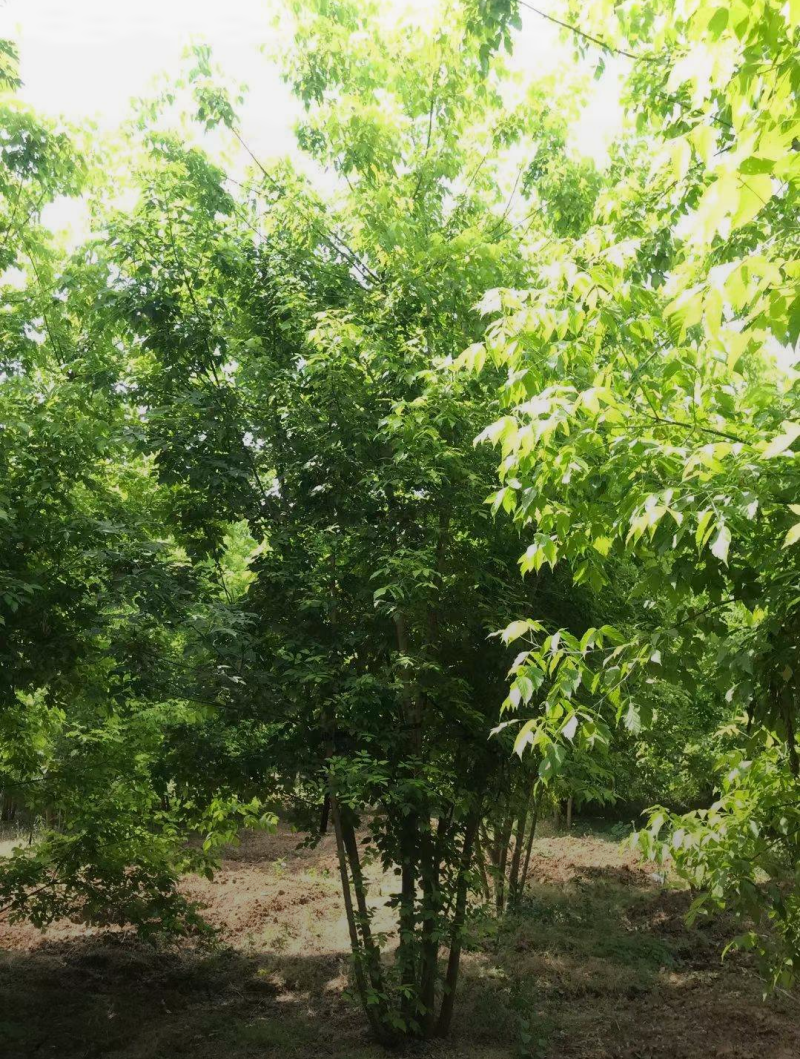 丛生金叶复叶槭，3-5米高度，自家苗圃一手货源，价格低
