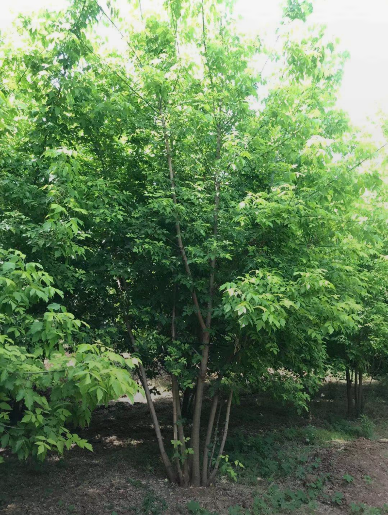 丛生金叶复叶槭，3-5米高度，自家苗圃一手货源，价格低
