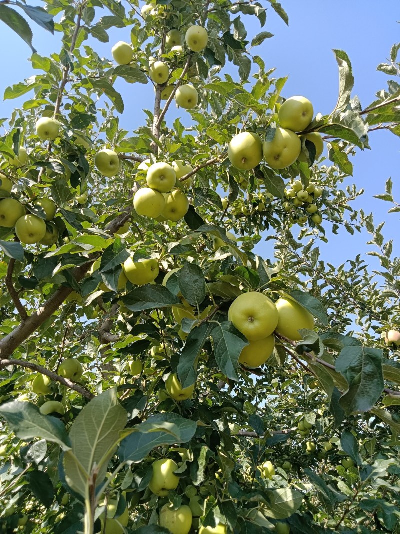 宁夏苹果，黄元帅苹果，产地直发，脆甜可口，批发量大