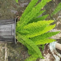 狐尾天门冬，成都基地直销，欢迎来挑来选。
