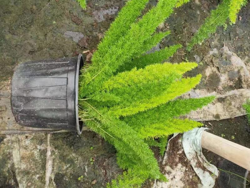 狐尾天门冬，成都基地直销，欢迎来挑来选。