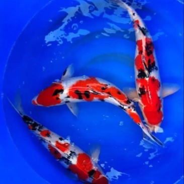 锦鲤外塘