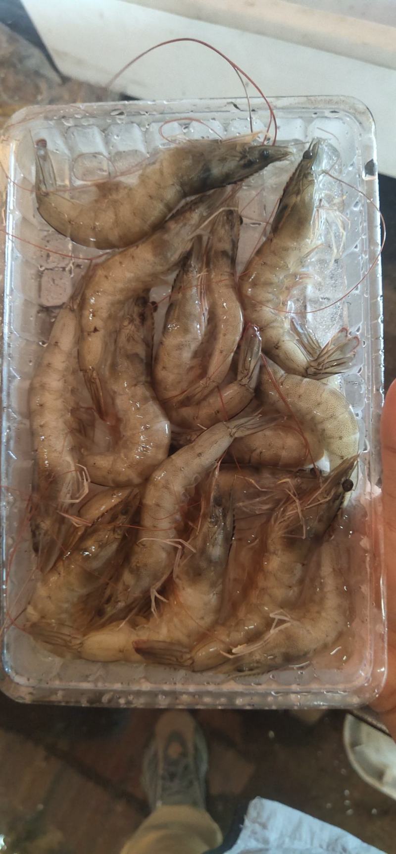 冻虾
