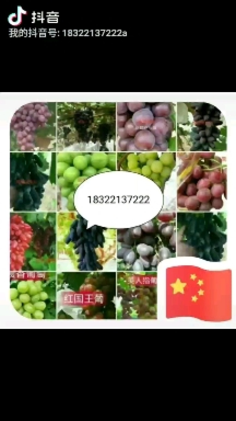 巨胜一号葡萄苗30~50cm1年包技术指导