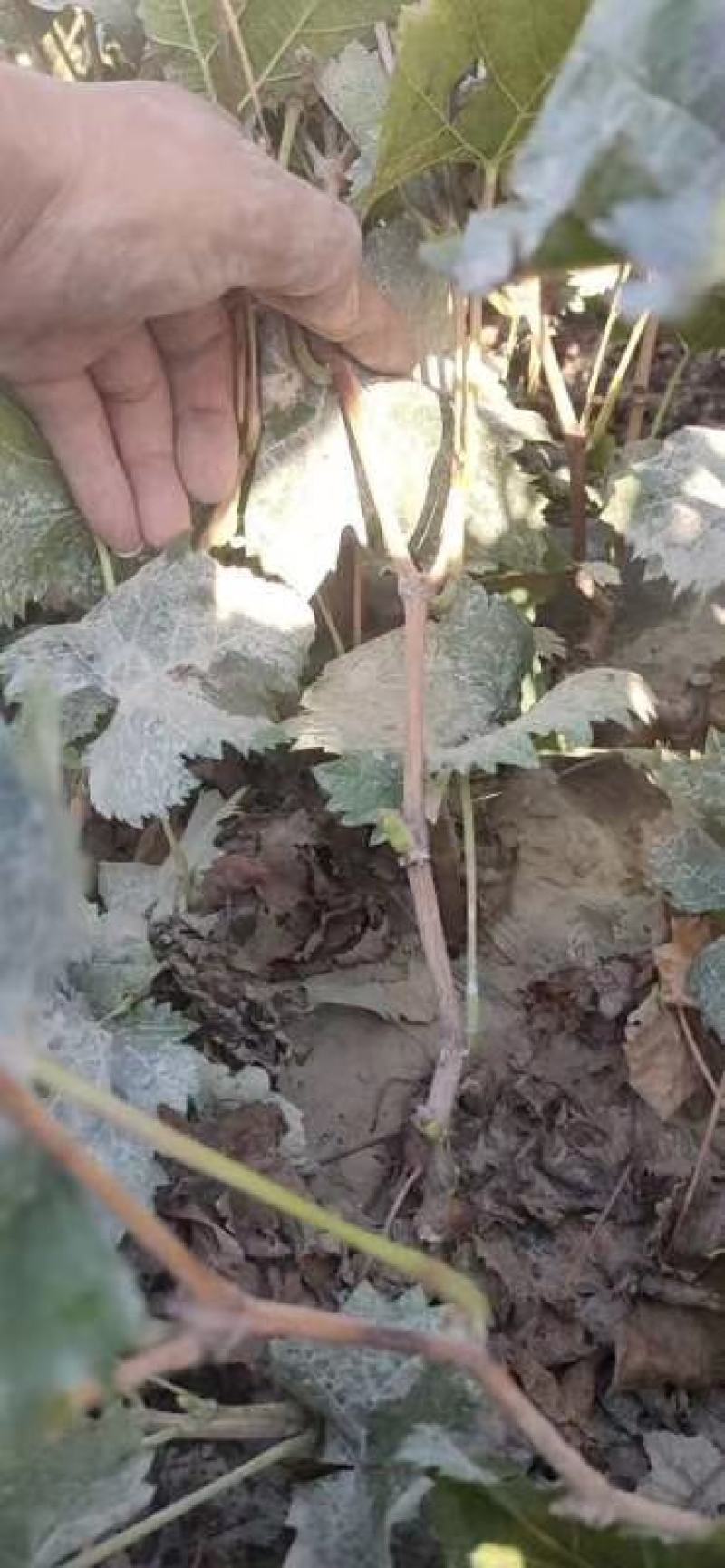 巨胜一号葡萄苗30~50cm1年包技术指导