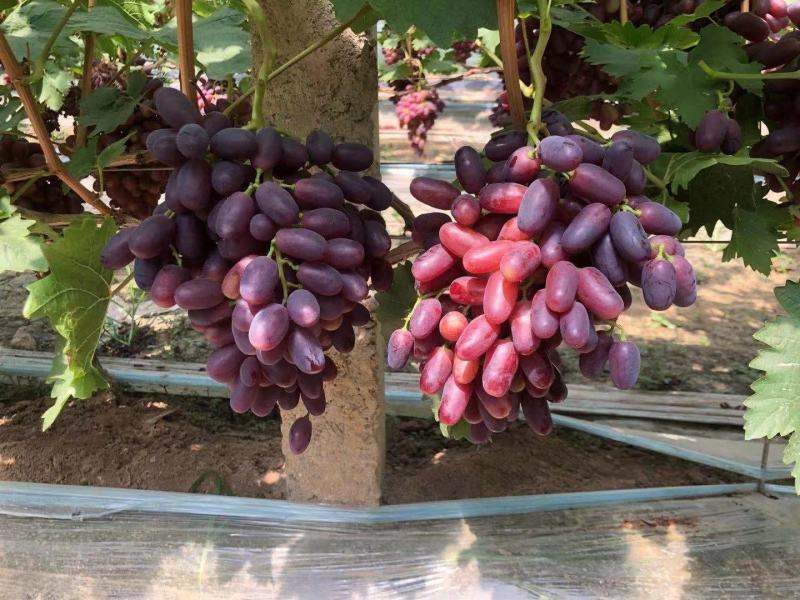 巨胜一号葡萄苗30~50cm1年包技术指导