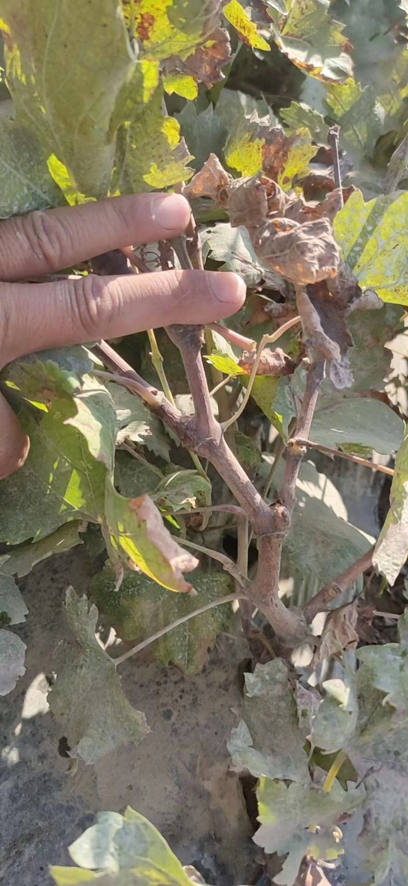 巨胜一号葡萄苗30~50cm1年包技术指导