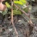 巨胜一号葡萄苗30~50cm1年包技术指导