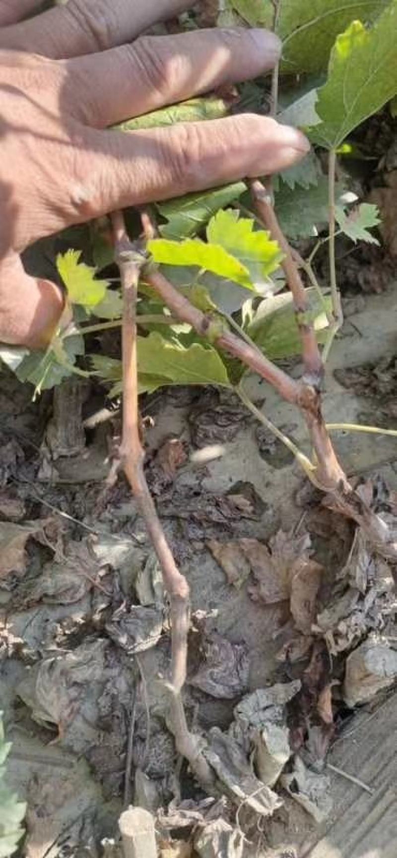 巨胜一号葡萄苗30~50cm1年包技术指导