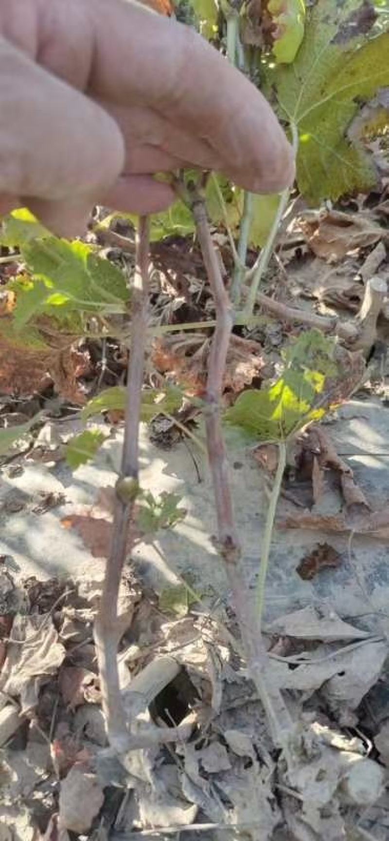 巨胜一号葡萄苗30~50cm1年包技术指导