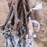 巨胜一号葡萄苗30~50cm1年包技术指导