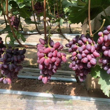 巨胜一号葡萄苗30~50cm1年包技术指导