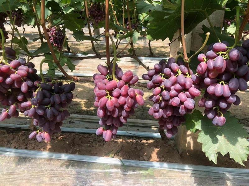 巨胜一号葡萄苗30~50cm1年包技术指导