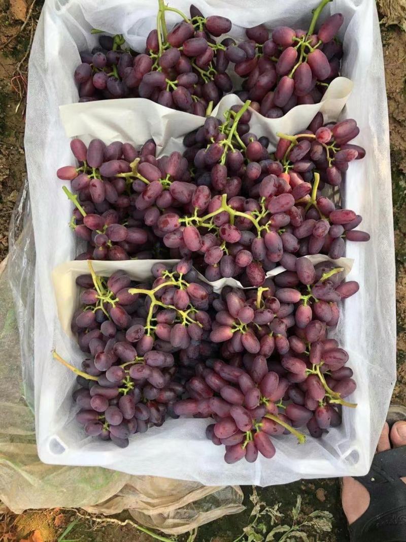 巨胜一号葡萄苗30~50cm1年包技术指导