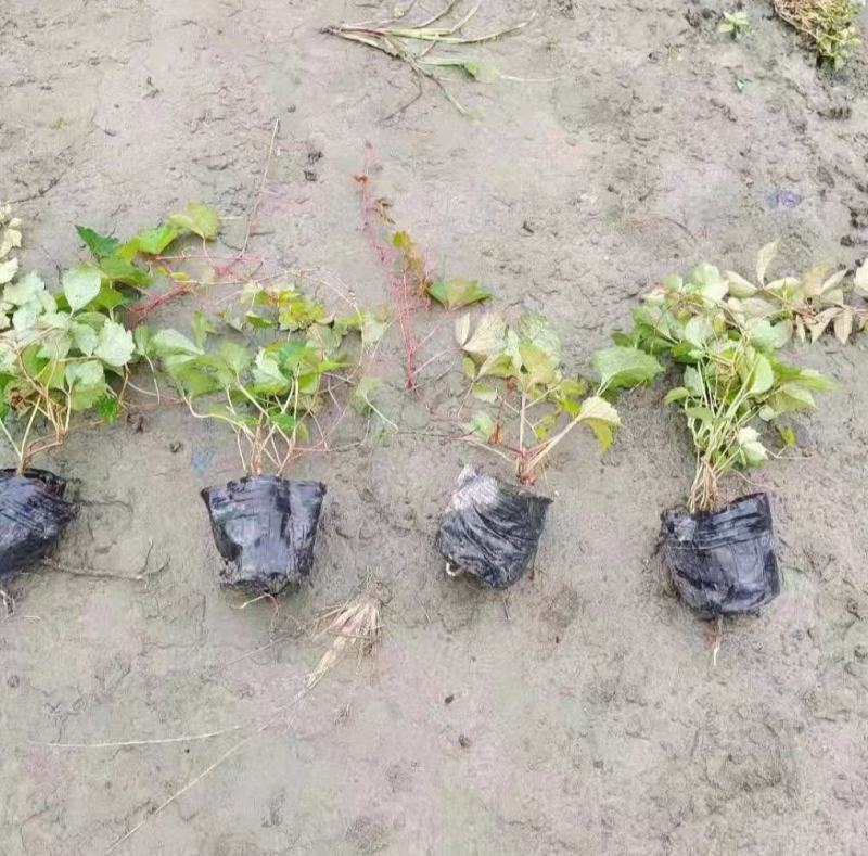 基地直销爬山虎，成都基地直销，欢迎来挑来选。
