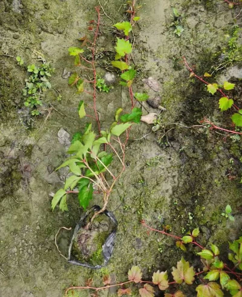 基地直销爬山虎，成都基地直销，欢迎来挑来选。