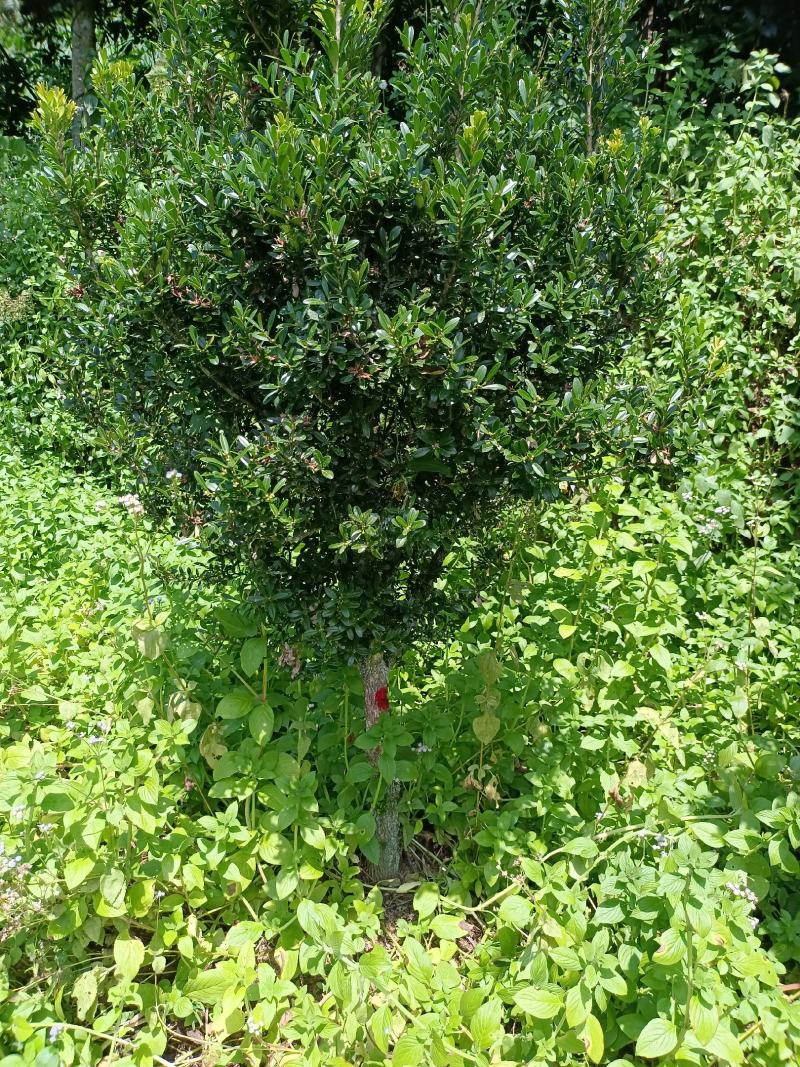 雀舌黄杨福建种植基地。欢迎老板来实地考察