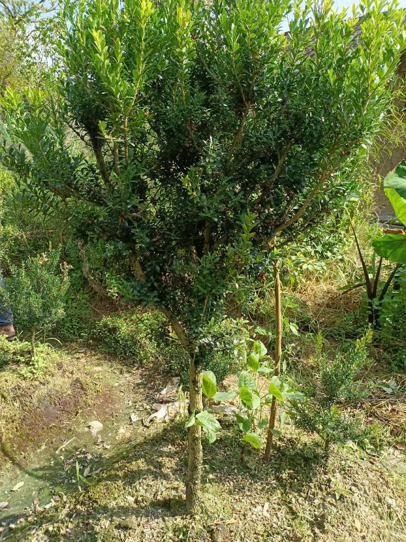 雀舌黄杨福建种植基地。欢迎老板来实地考察