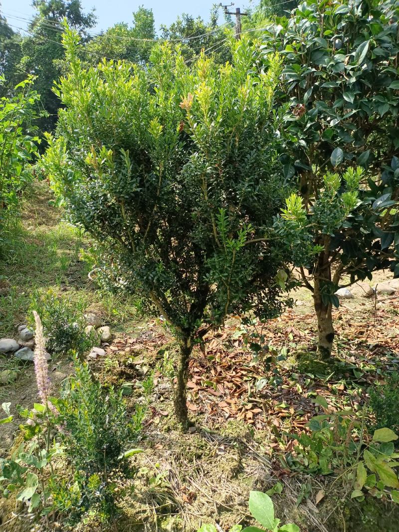 雀舌黄杨福建种植基地。欢迎老板来实地考察
