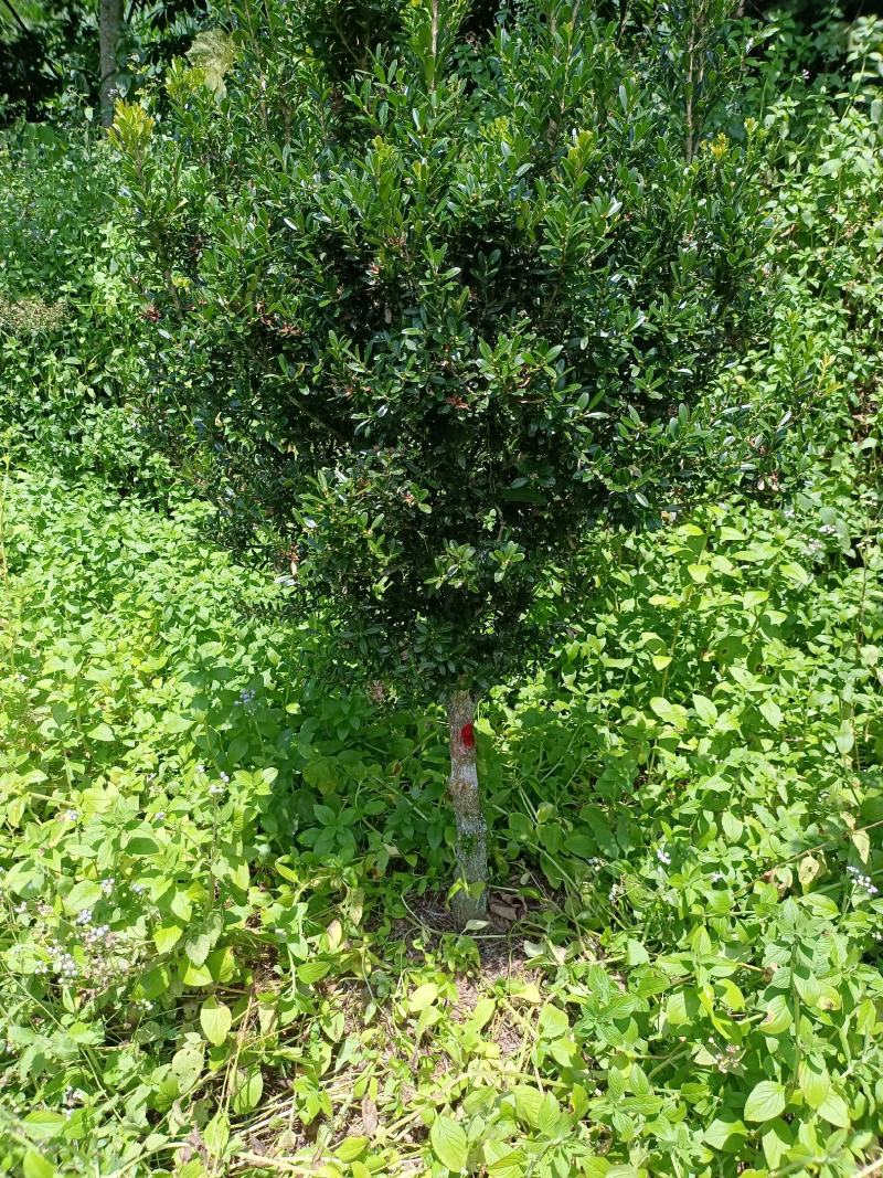 雀舌黄杨福建种植基地。欢迎老板来实地考察