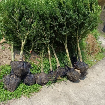 雀舌黄杨福建种植基地。欢迎老板来实地考察