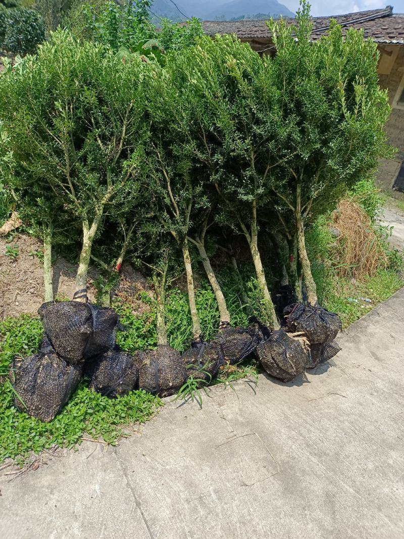 雀舌黄杨福建种植基地。欢迎老板来实地考察