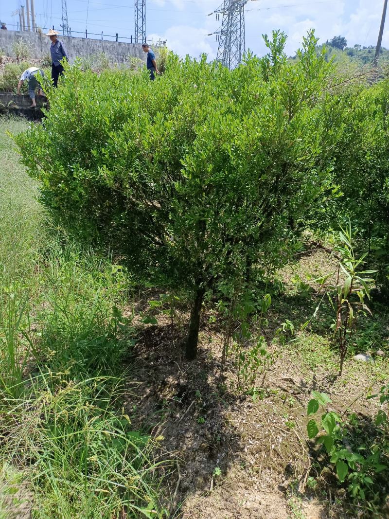 雀舌黄杨福建种植基地。欢迎老板来实地考察