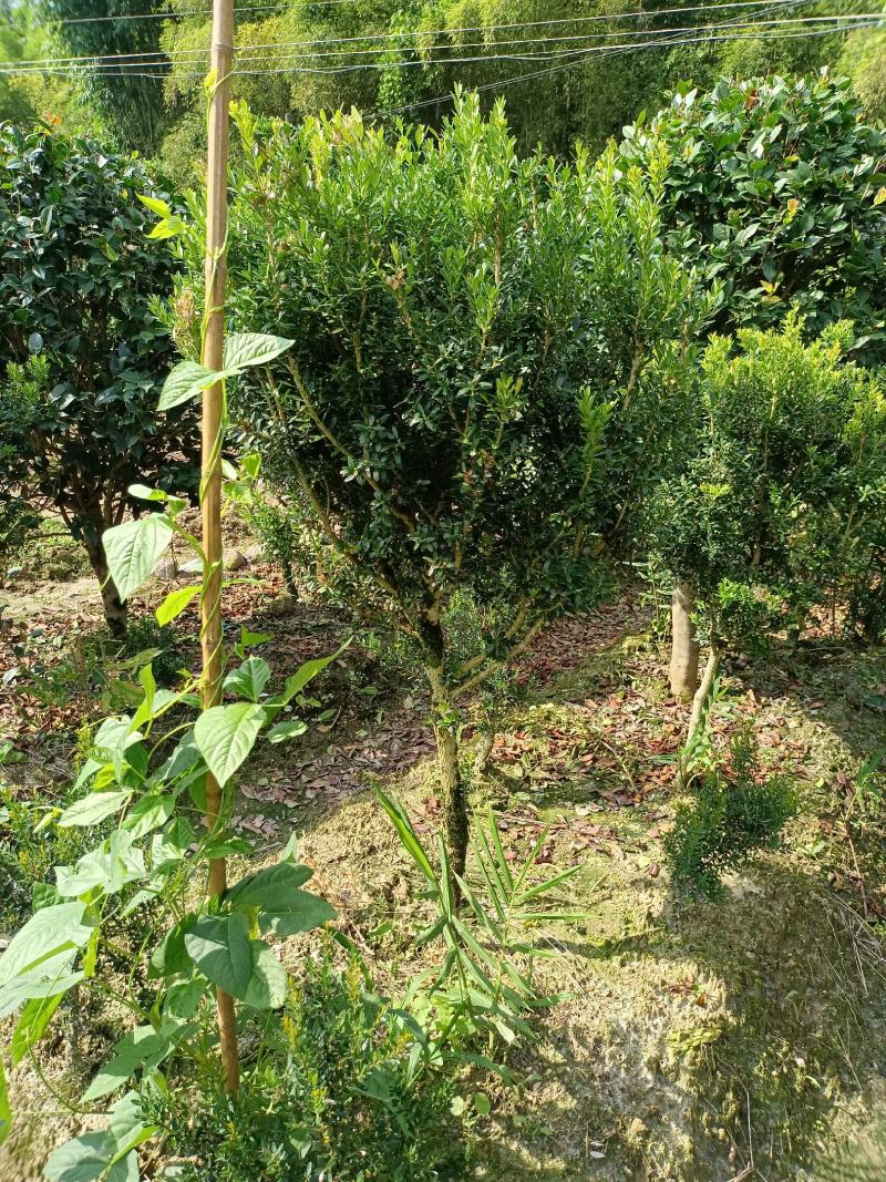 雀舌黄杨福建种植基地。欢迎老板来实地考察