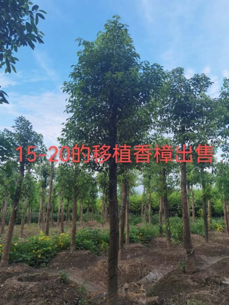 基地直销断头熟货香樟树，棒棒香樟树，小叶香樟树