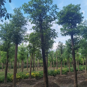 基地直销断头熟货香樟树，棒棒香樟树，小叶香樟树