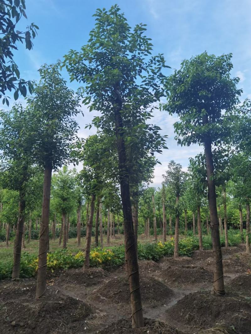 基地直销断头熟货香樟树，棒棒香樟树，小叶香樟树