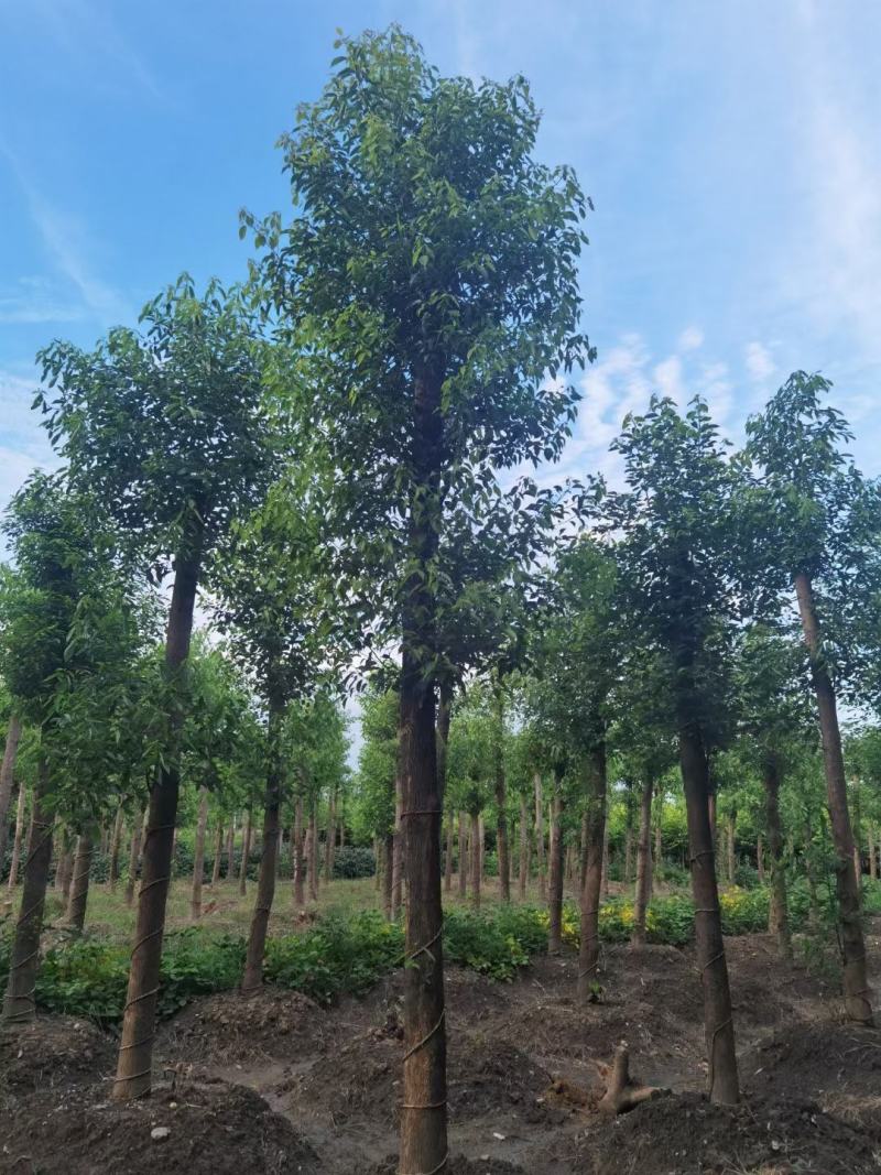 基地直销断头熟货香樟树，棒棒香樟树，小叶香樟树