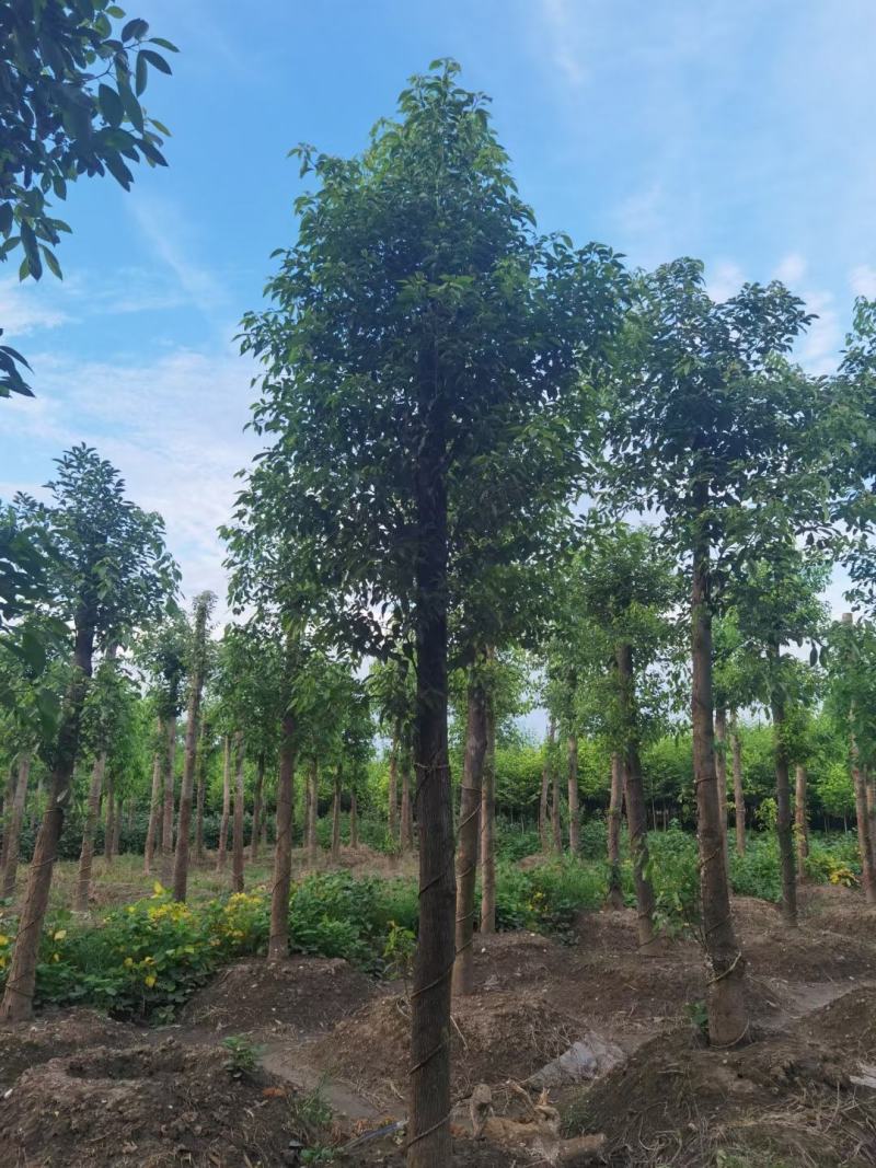 基地直销断头熟货香樟树，棒棒香樟树，小叶香樟树