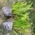 基地直销各规格精品肾蕨保质保量规格齐全，