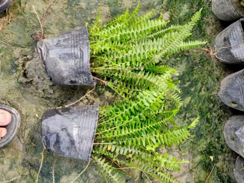 基地直销各规格精品肾蕨保质保量规格齐全，