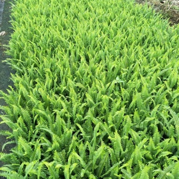 基地直销各规格精品肾蕨保质保量规格齐全，