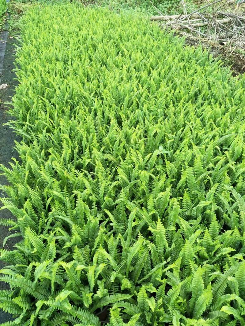 基地直销各规格精品肾蕨保质保量规格齐全，