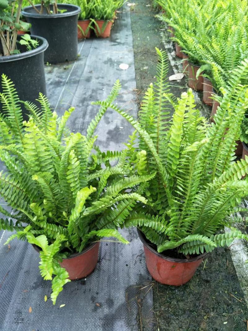 基地直销各规格精品肾蕨保质保量规格齐全，