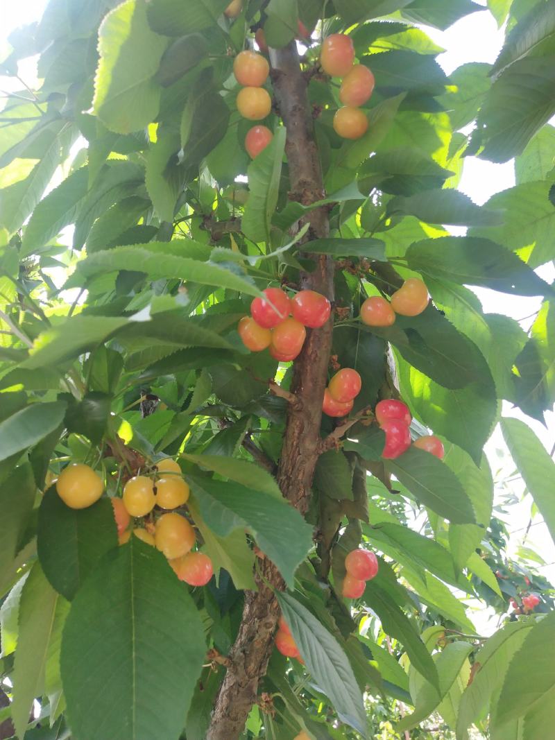 沙王樱桃苗批发奇早，美国大红，车厘子，吉塞拉樱桃苗