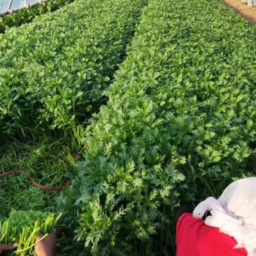 精品茼蒿菜毛菜都有山东潍坊产地货质量好，