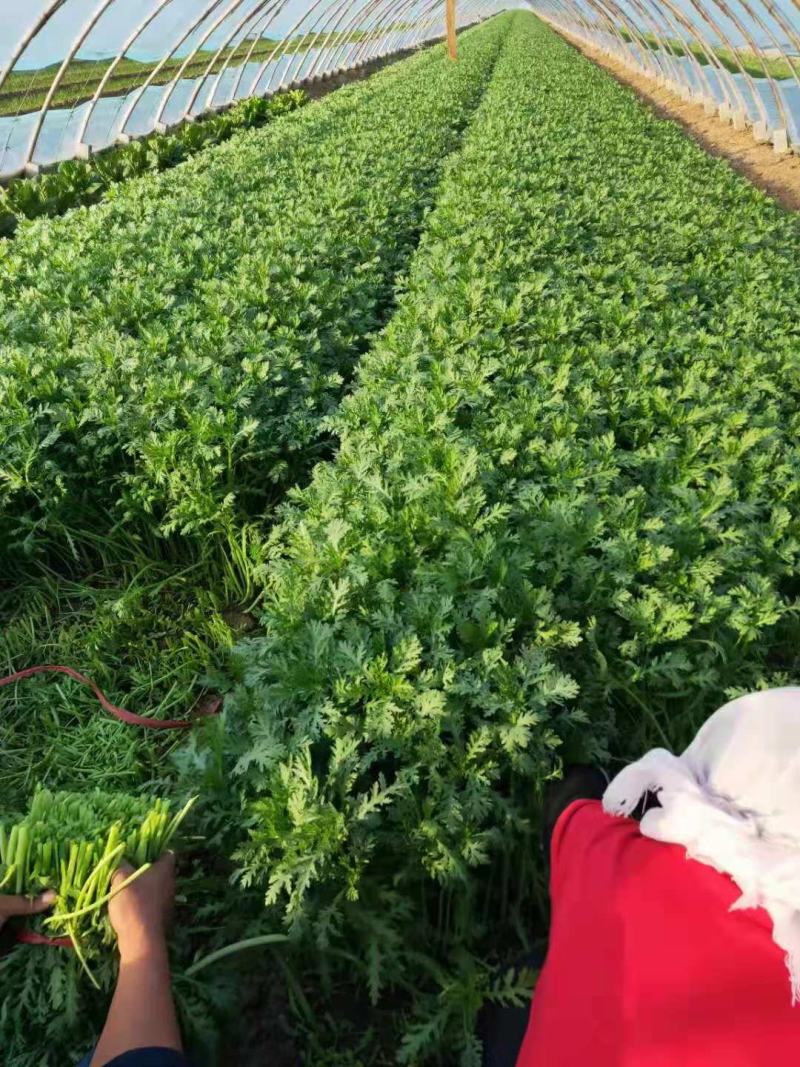 精品茼蒿菜毛菜都有山东潍坊产地货质量好，